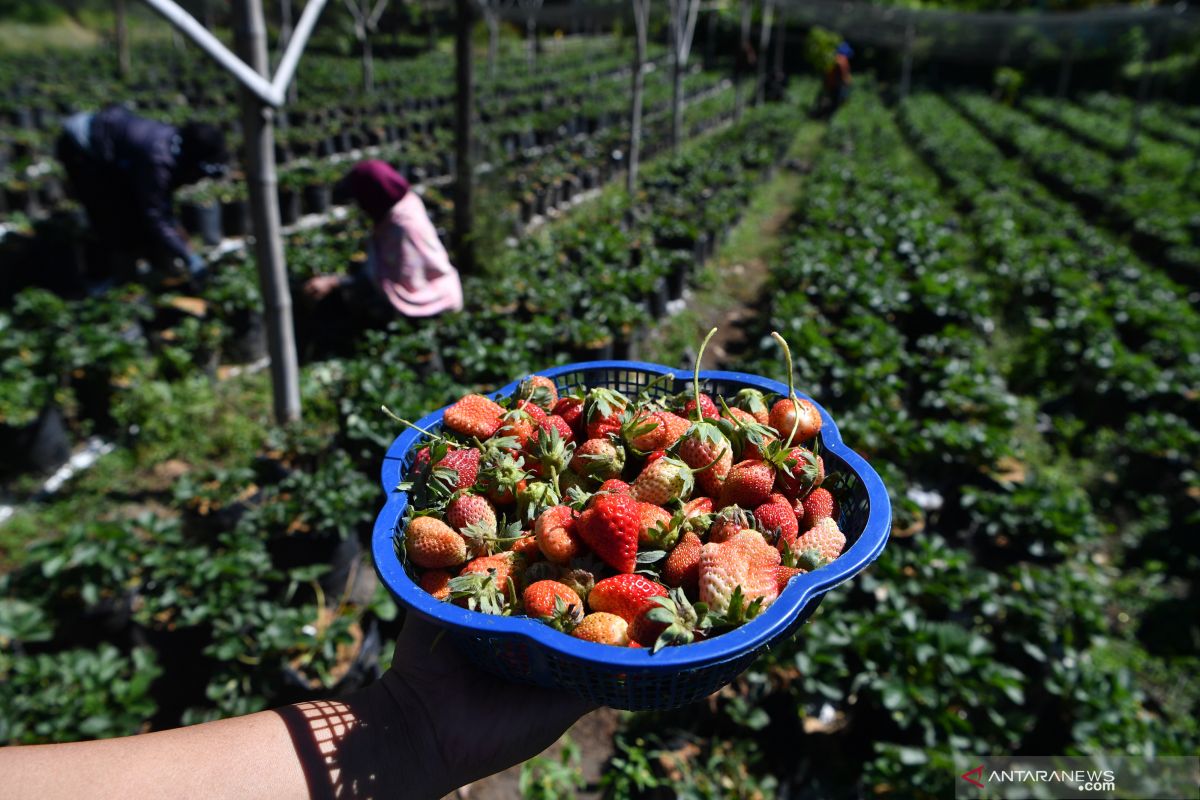 Sehatkah bila hanya minum jus sayur dan buah seharian?