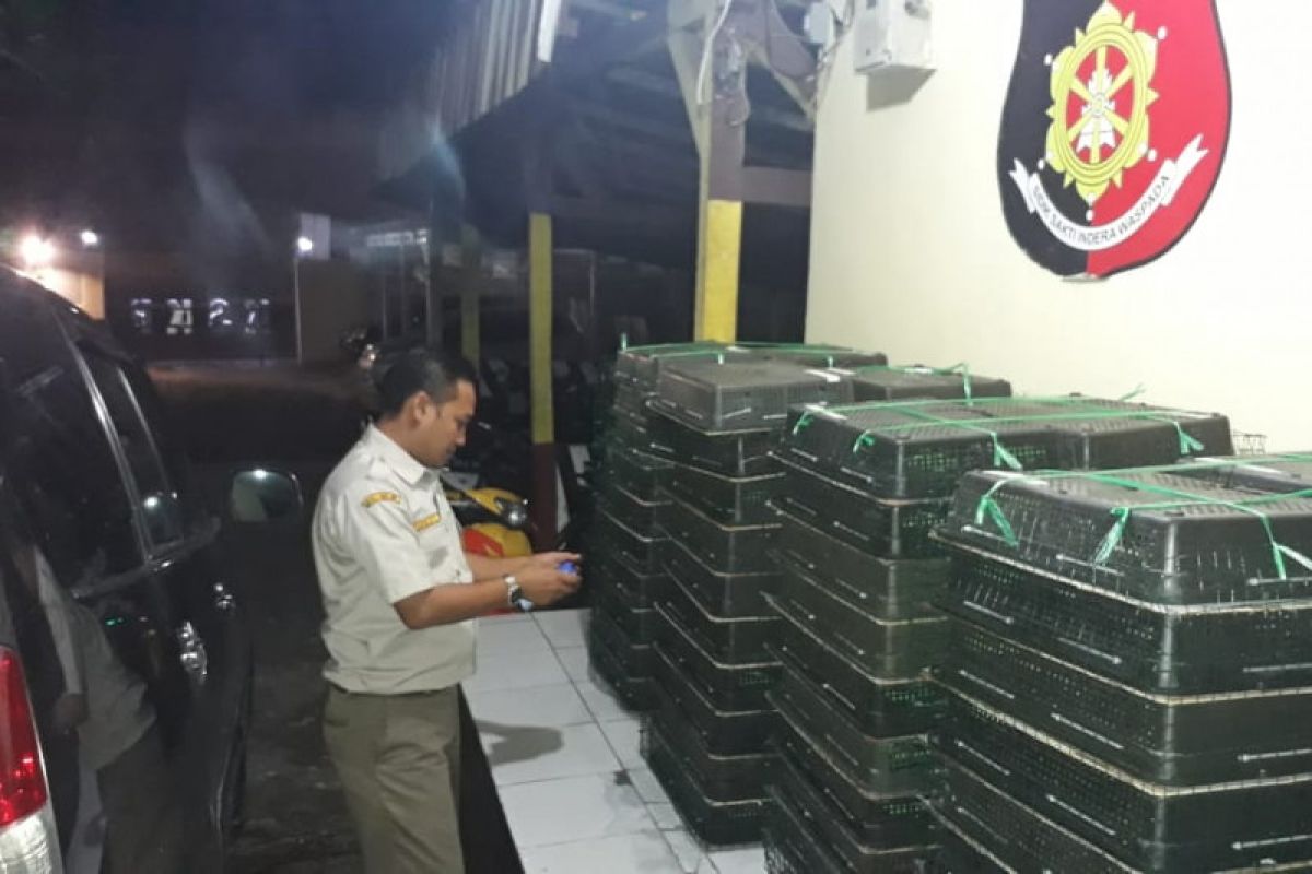 Karantina Pertanian Lampung gagalkan penyelundupan 400 ekor burung kacer