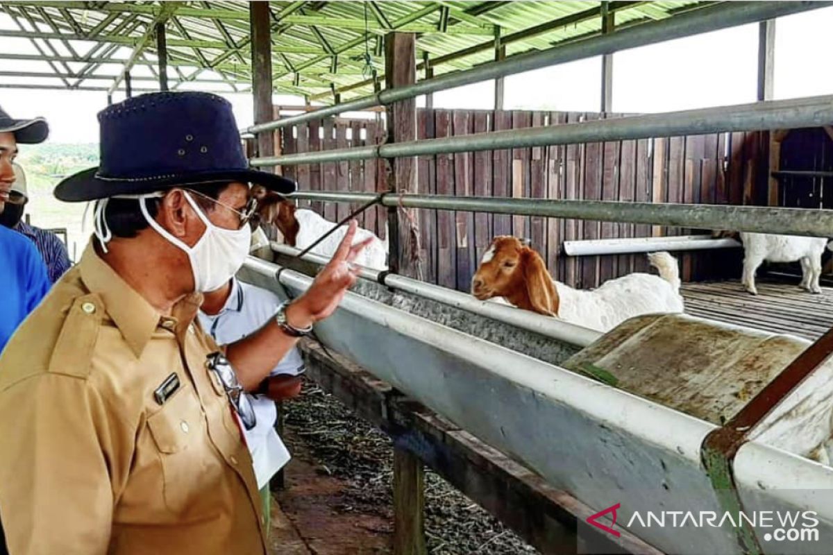 Stok ternak Kaltim lebih dari 2.700 ekor aman hingga Idul Adha