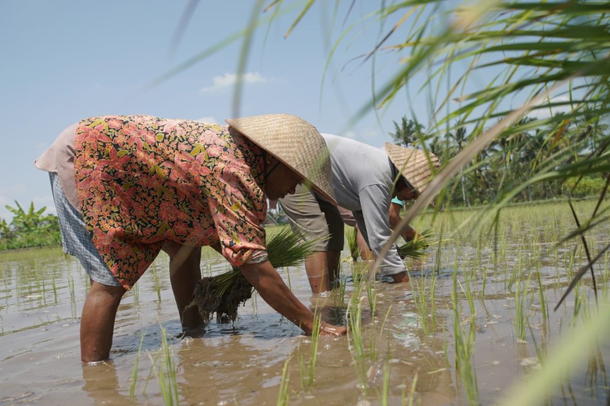 "Food Estate" penting didukung menjadi penyangga pangan nasional