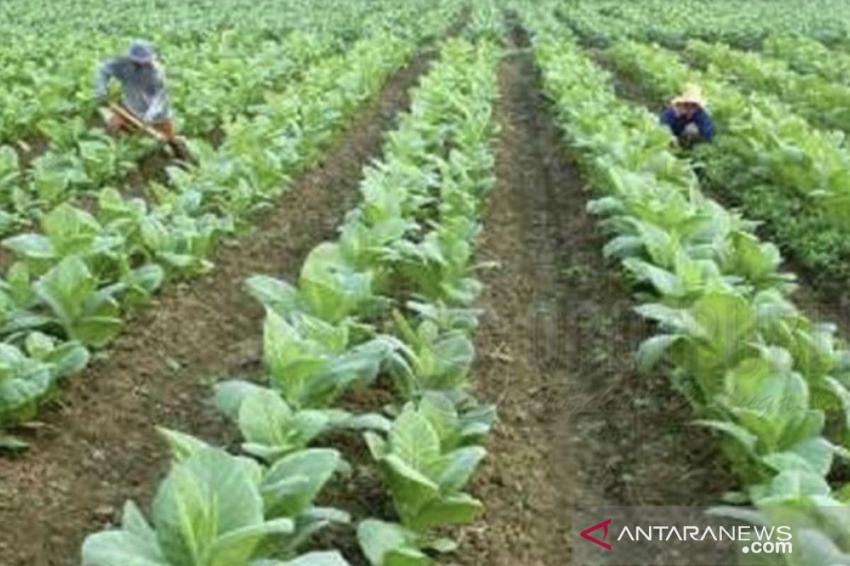 Disperindag tetapkan biaya pokok produksi tembakau Madura. Berapa?