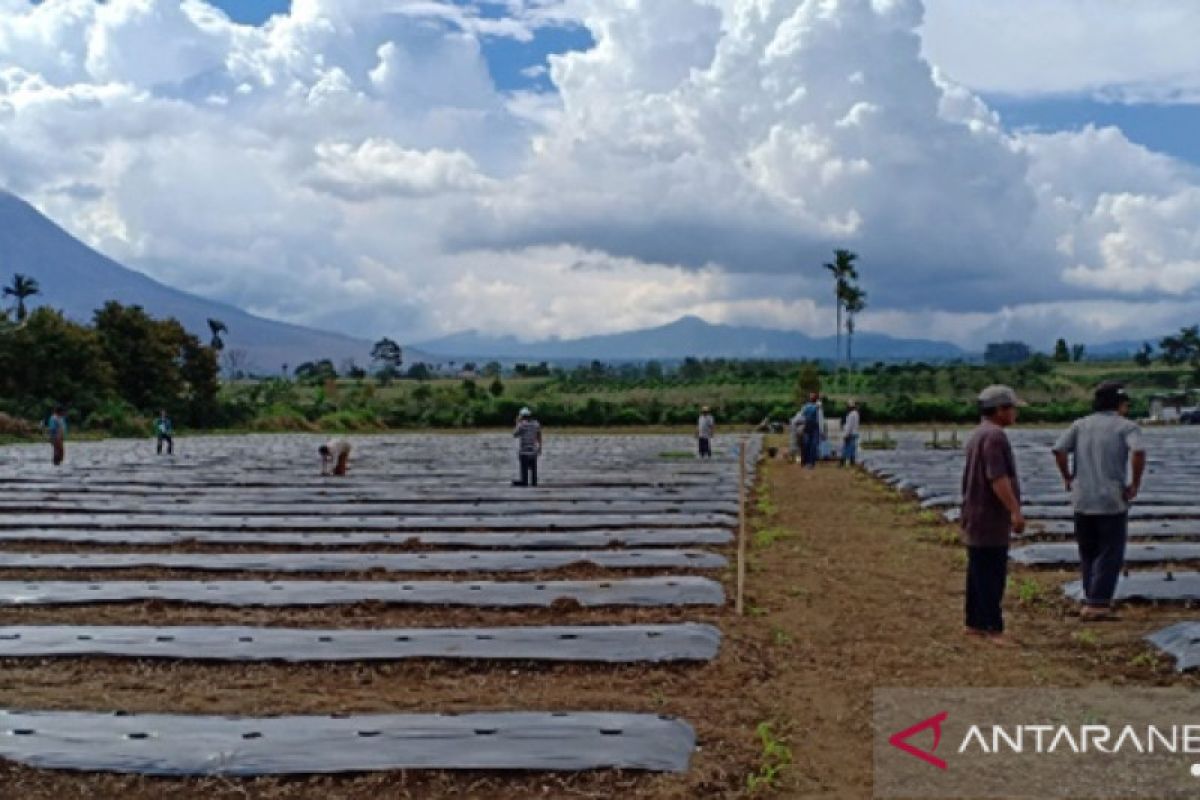 Diitengah harga tidak stabil, Mahasiswa Polbangtan Medan bantu petani Karo tanam cabai