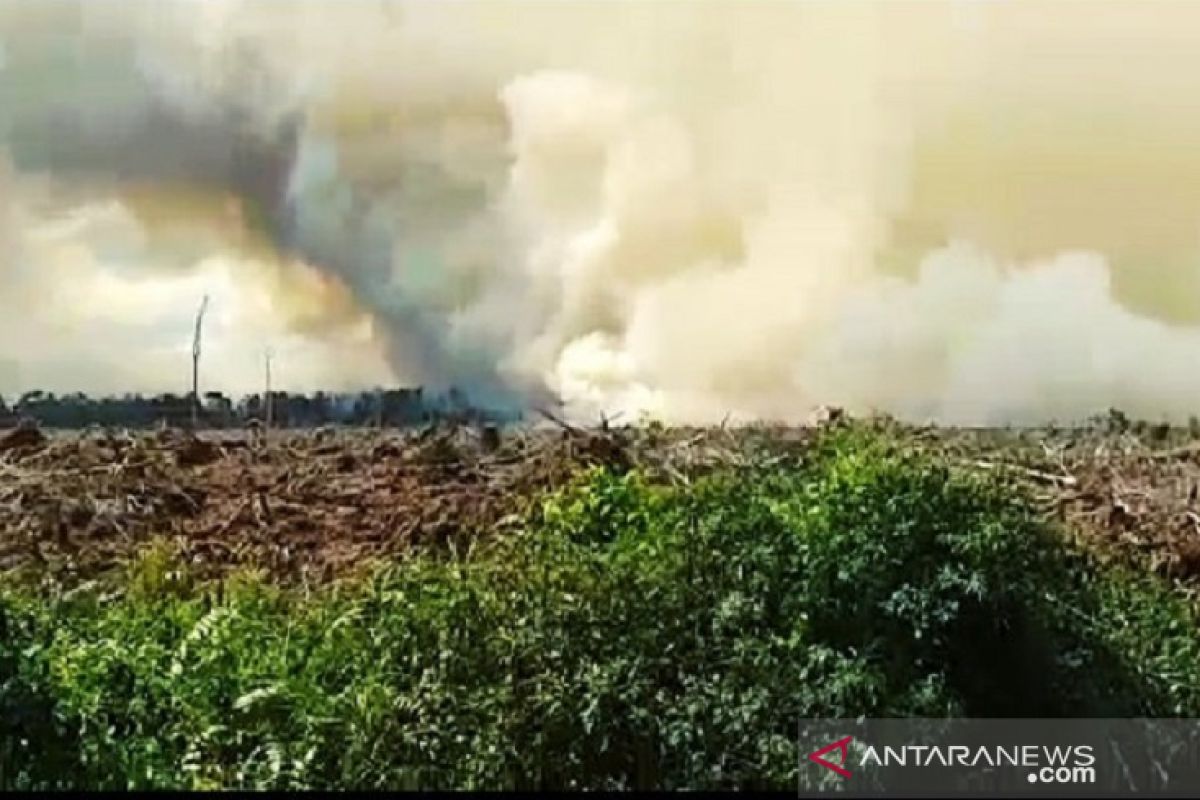 Kebakaran lahan gambut terjadi di Pelalawan Riau