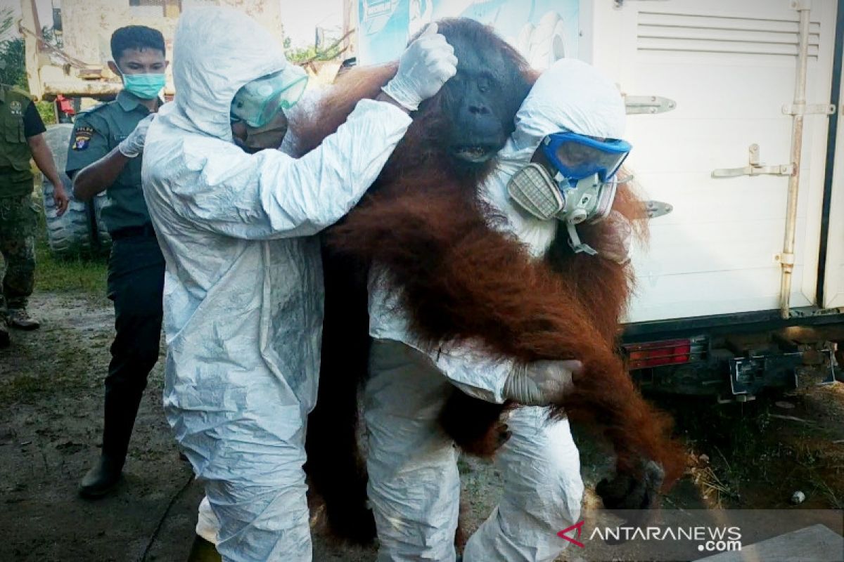 Orangutan ini sempat mengejar petugas sebelum dilumpuhkan