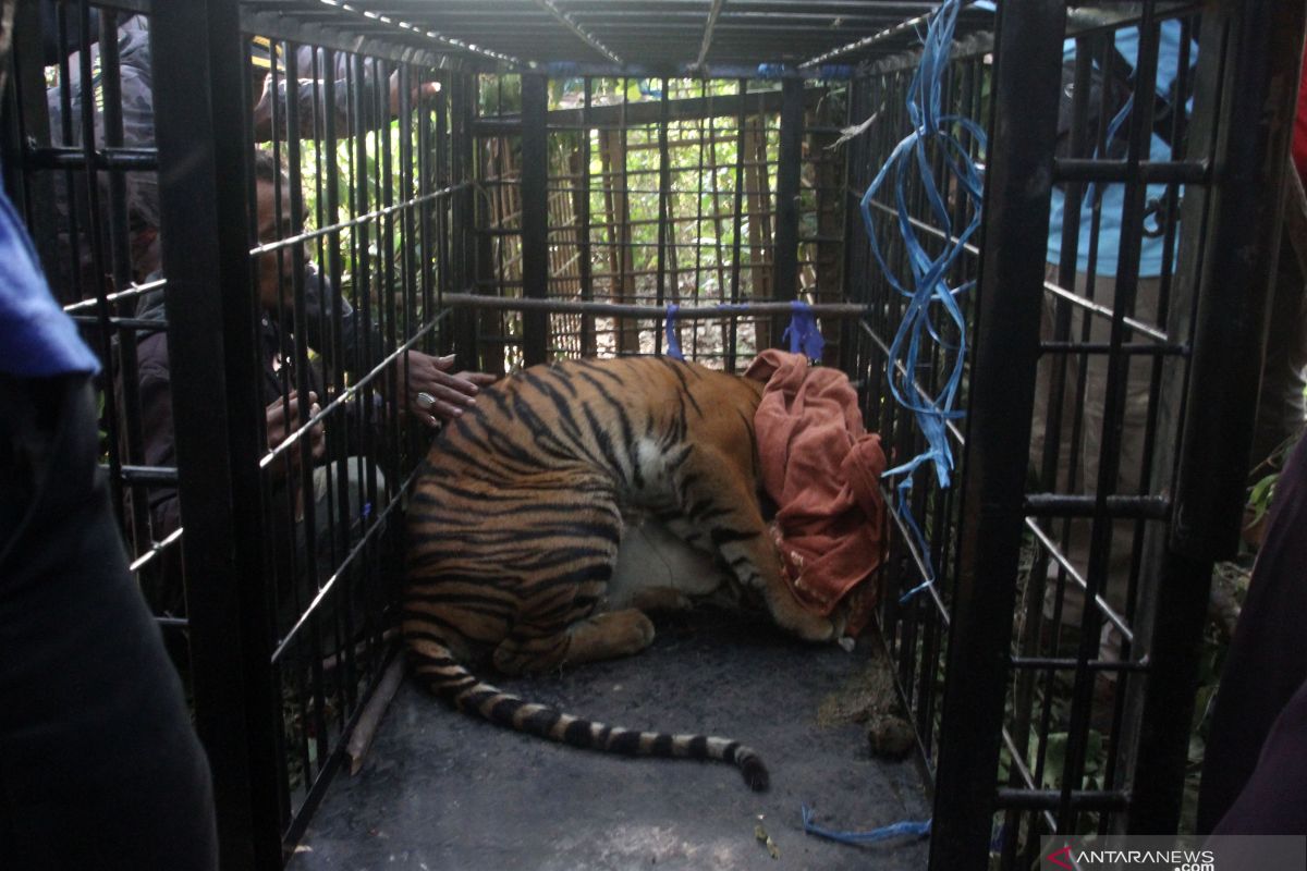BKSDA catch Sumatran tiger wandering around Solok's plantation area