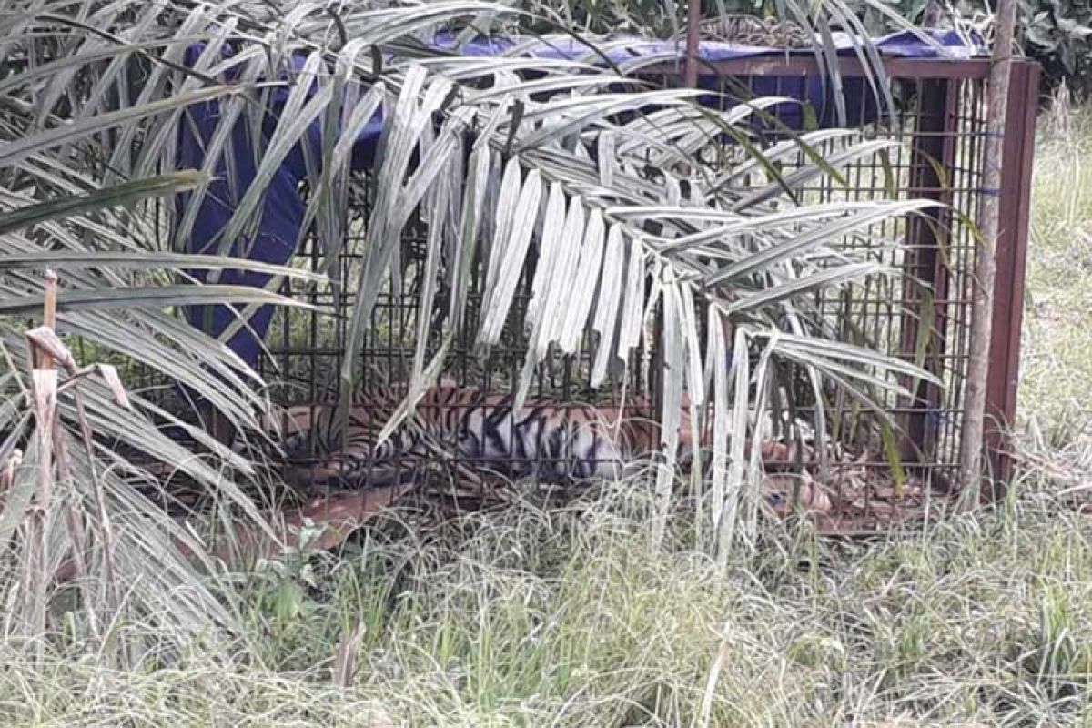 Seekor harimau sumatera ditemukan mati di perkebunan warga
