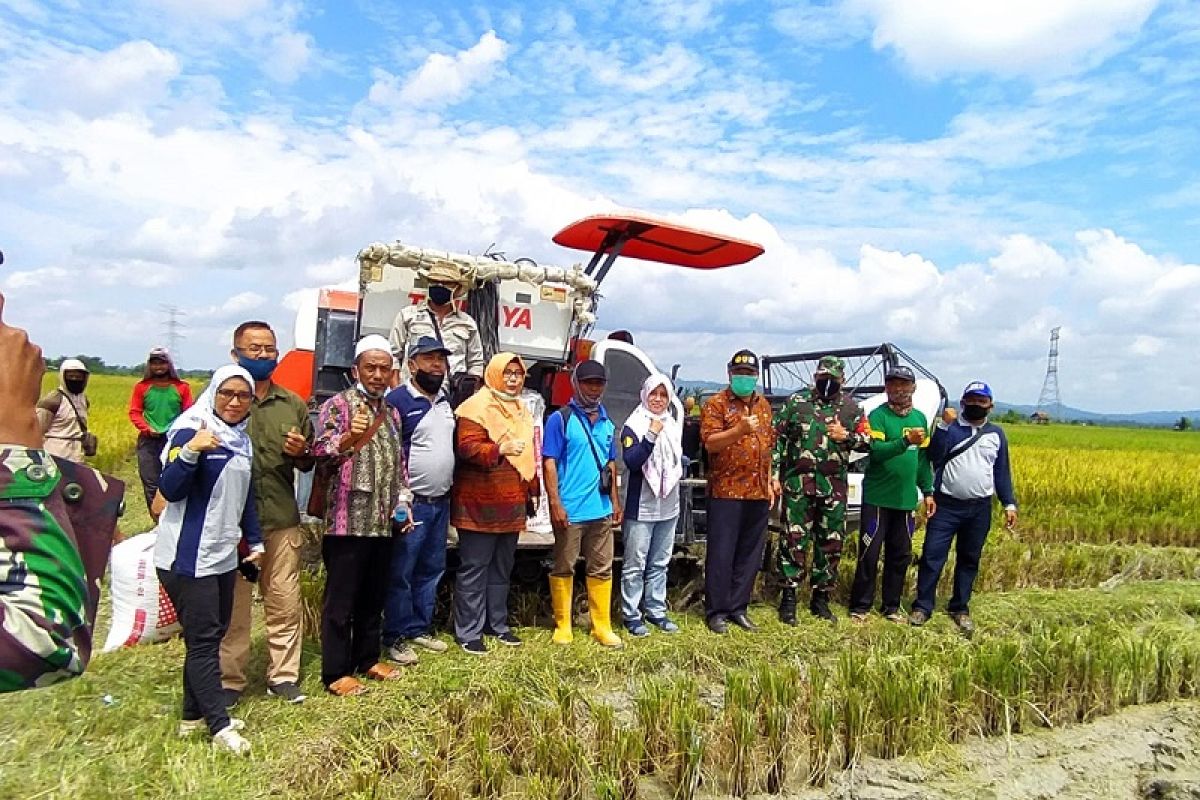 Sinergi penyuluh dan petani Tanjabbar jaga ketahanan pangan