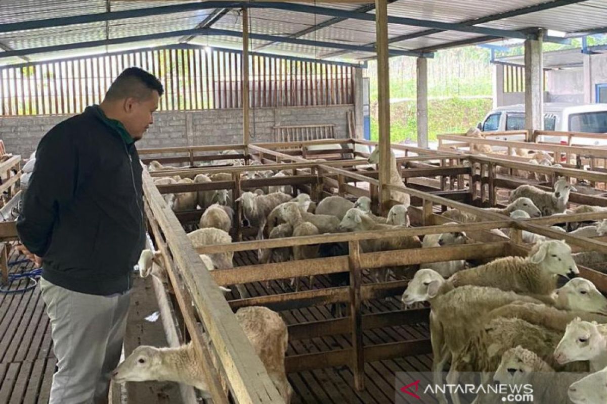 Pertamina gandeng UMM jadikan 32 UMKM peternak di Malang naik kelas