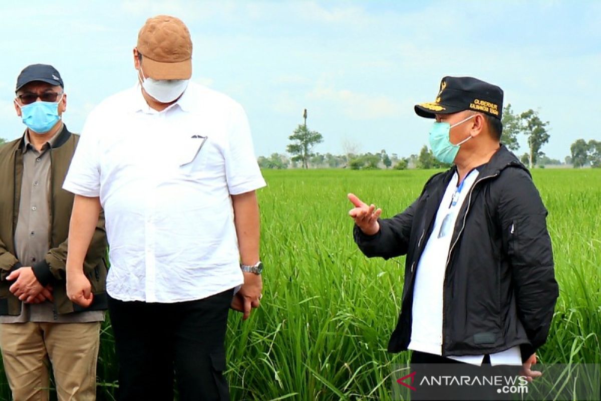 'Food estate' di Kalteng tak akan mengganggu lingkungan