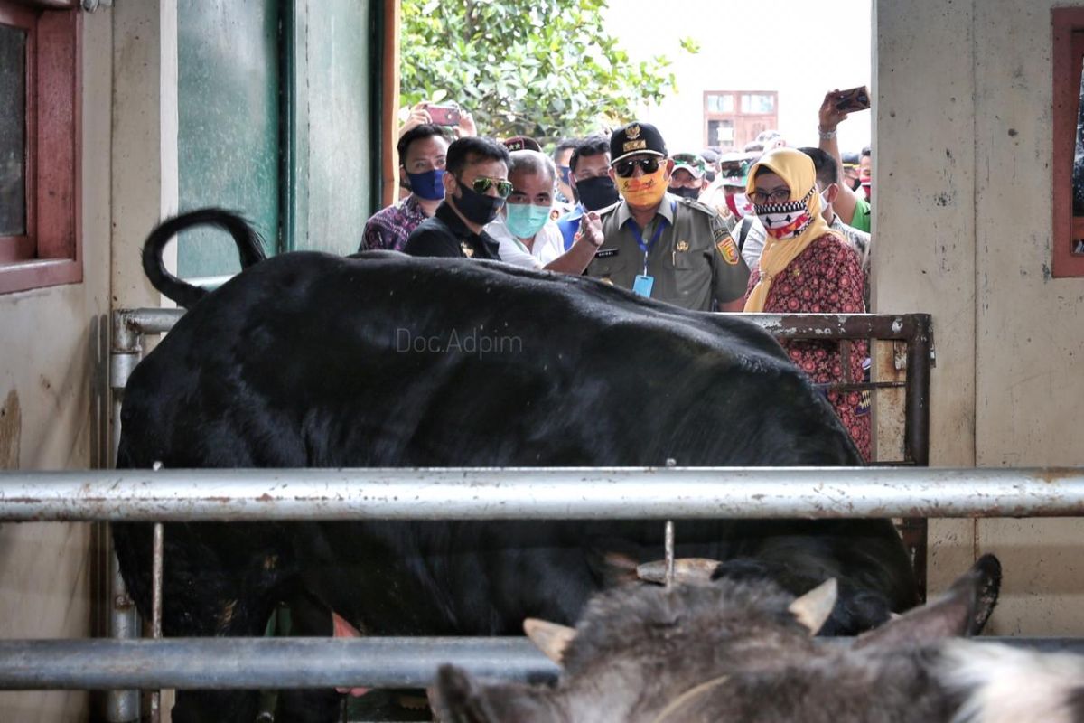 Lampung bentuk satgas pengawas hewan kurban