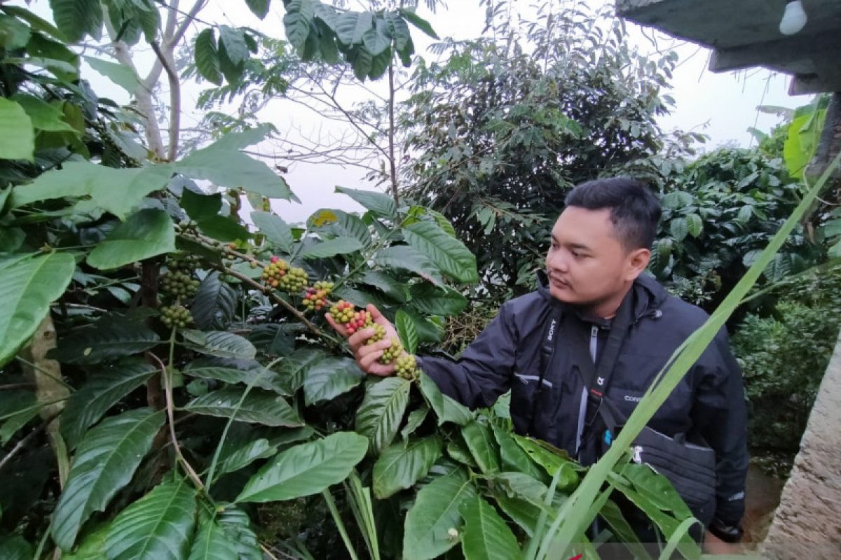 Lahan kopi seluas 30 hektare di Kulon Progo panen raya