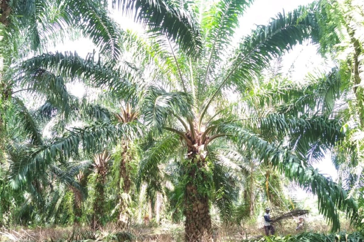 Lahan perkebunan kelapa sawit di Mukomuko berkurang