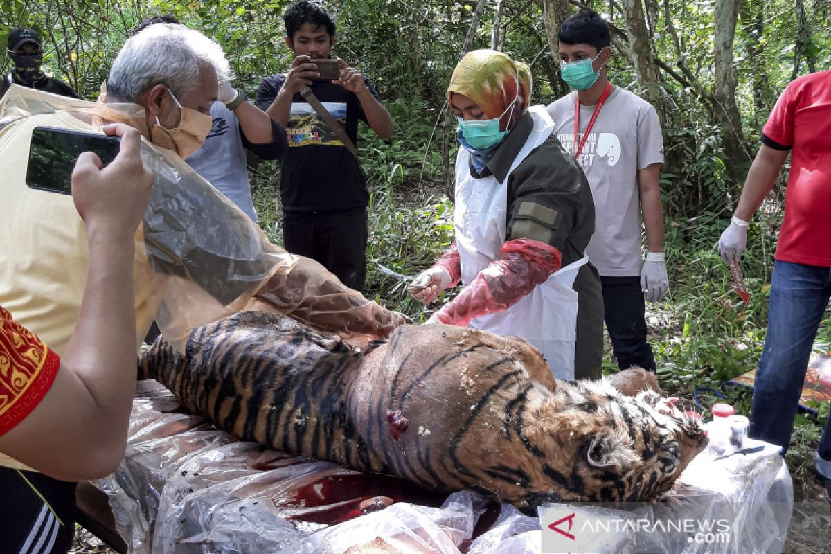 BKSDA gandeng kepolisian selidiki kematian harimau di Aceh Selatan