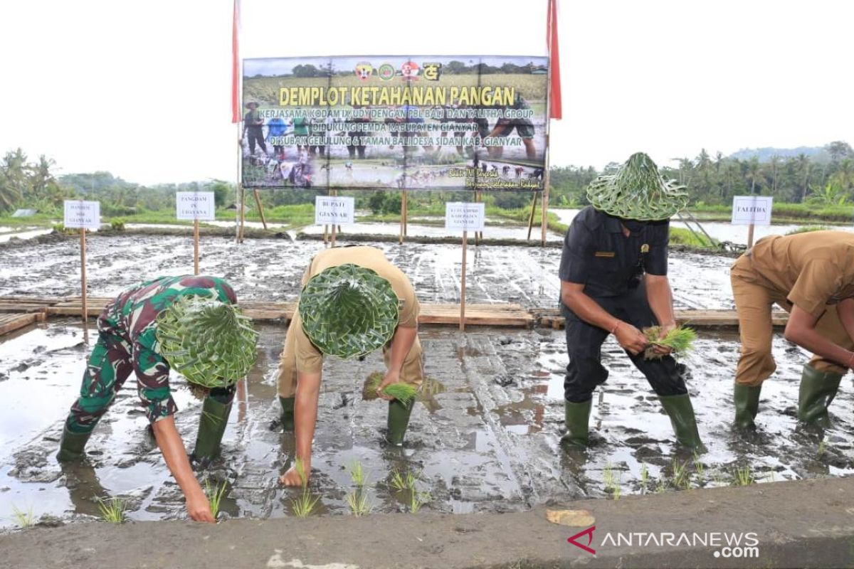 Pangdam Udayana-Bupati Gianyar tanam padi untuk ketahanan pangan