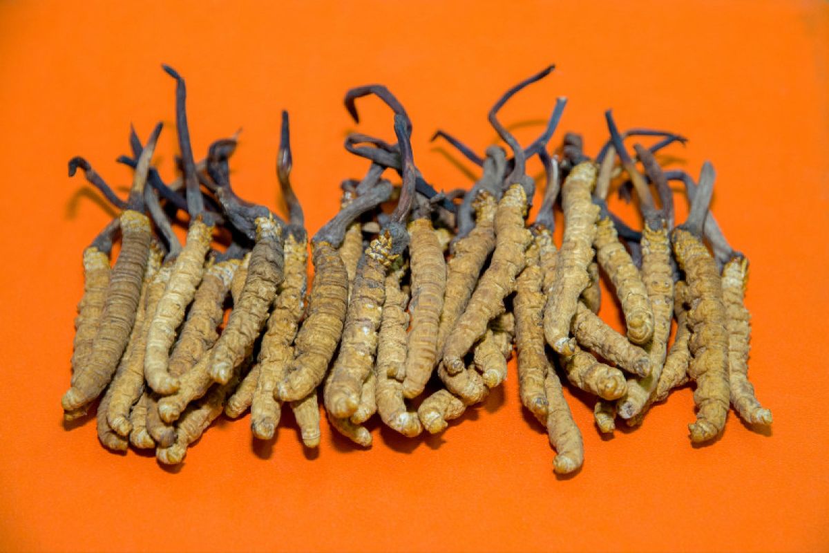 Cara yang terbaik konsumsi Jamur Cordyceps