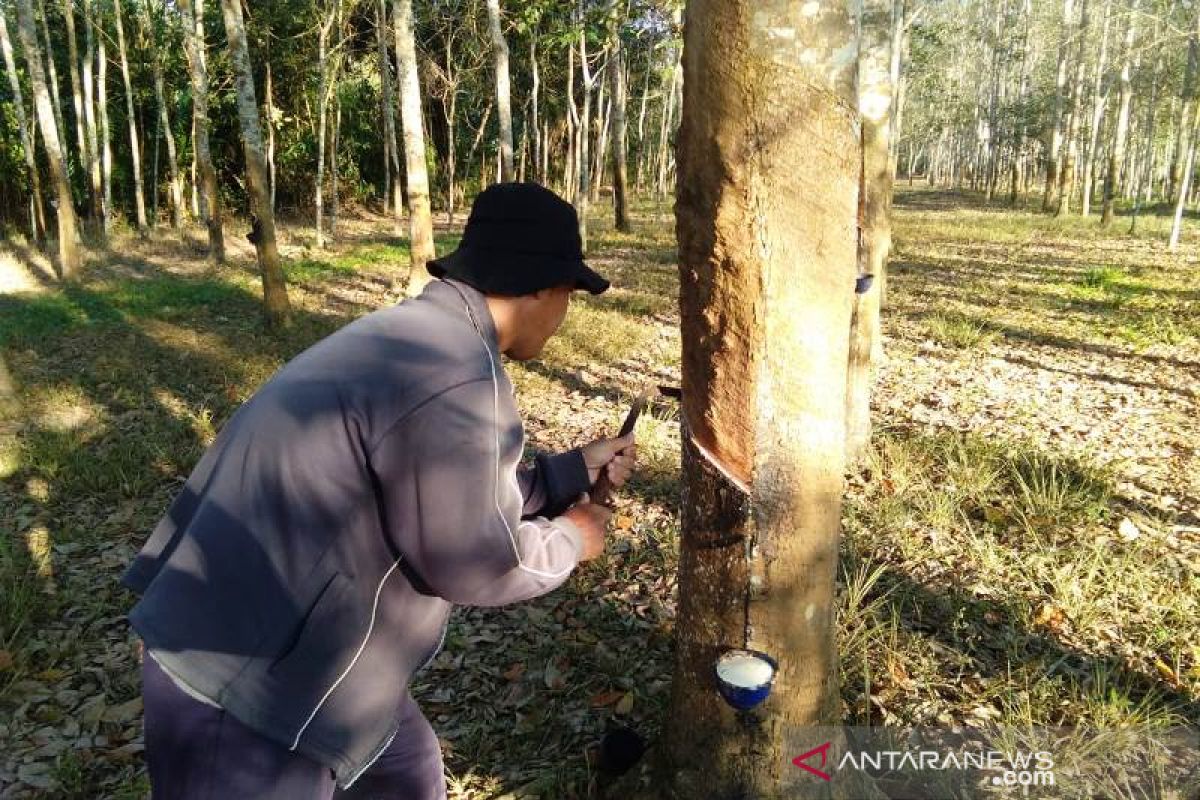 Dampak COVID-19, Mahasiswa Polbangtan Medan sebut harga karet petani Sumsel semakin turun