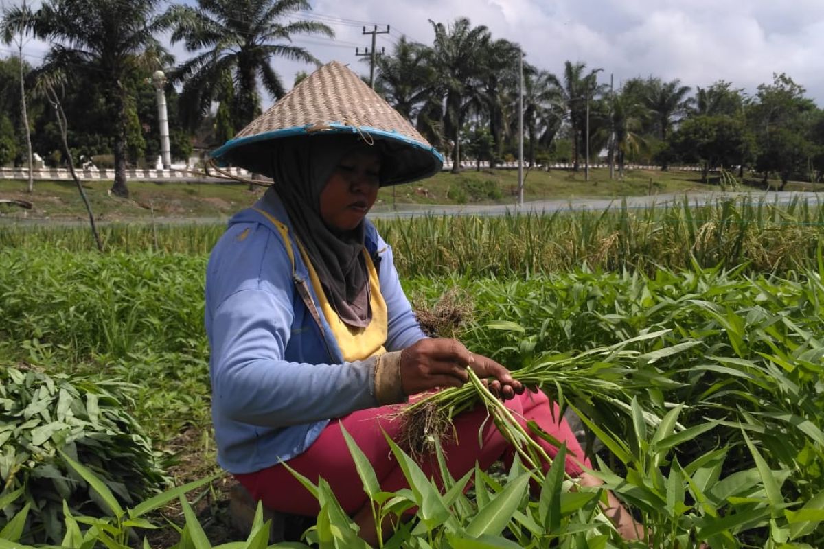 Musim tanam di Kota Jambi bergeser