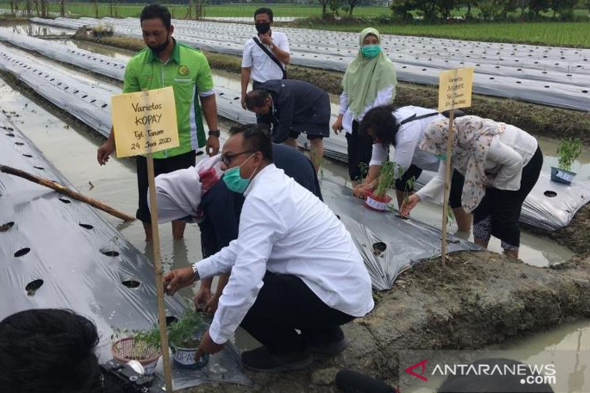 Mahasiswa Polbangtan Medan dampingi pengujian bibit cabai Jusiber bersama kelompok tani Deli Serdang