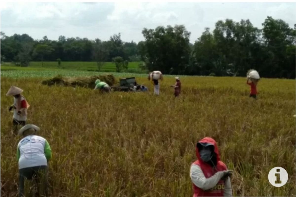 Harga gabah di Lampung naik