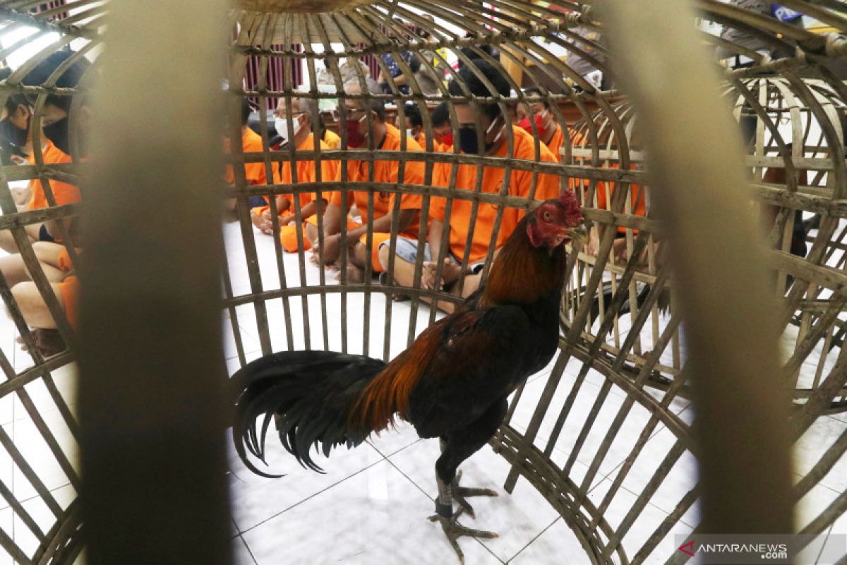 Pejudi sabung ayam di Sumbawa lari berhamburan saat digerebek, dua ayam aduan ditinggalkan
