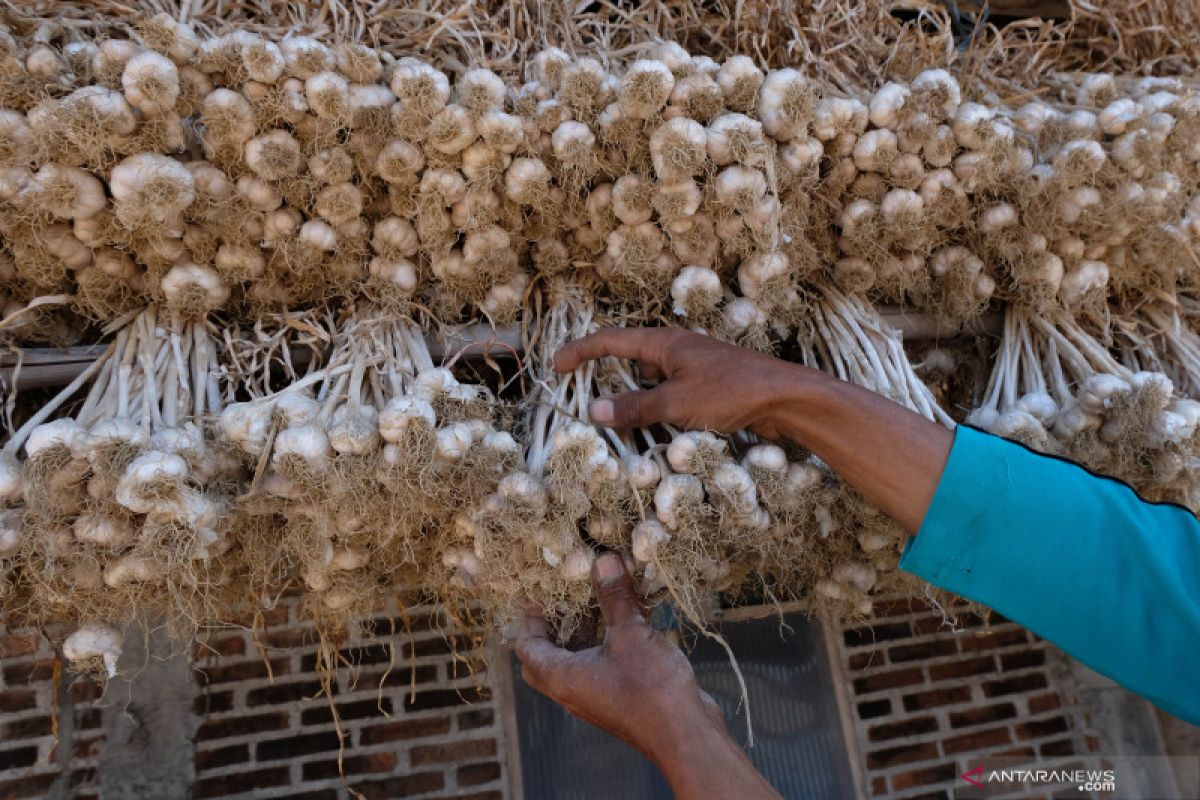 Stok menumpuk, ASN Temanggung beli bawang putih petani