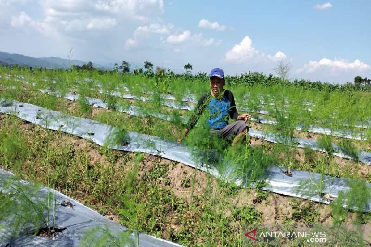 Permintaan tinggi, petani Temanggung kembangkan asparagus