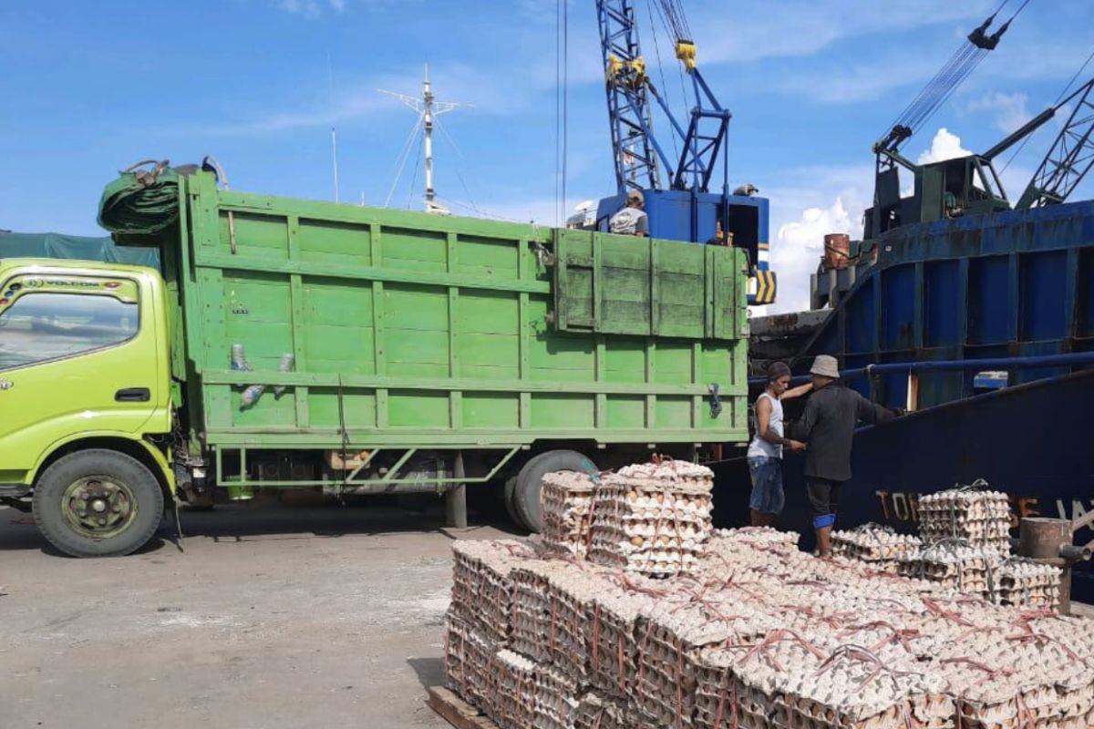 Karantina pertanian Samarinda pastikan ratusan ton telur ayam sehat dikonsumsi