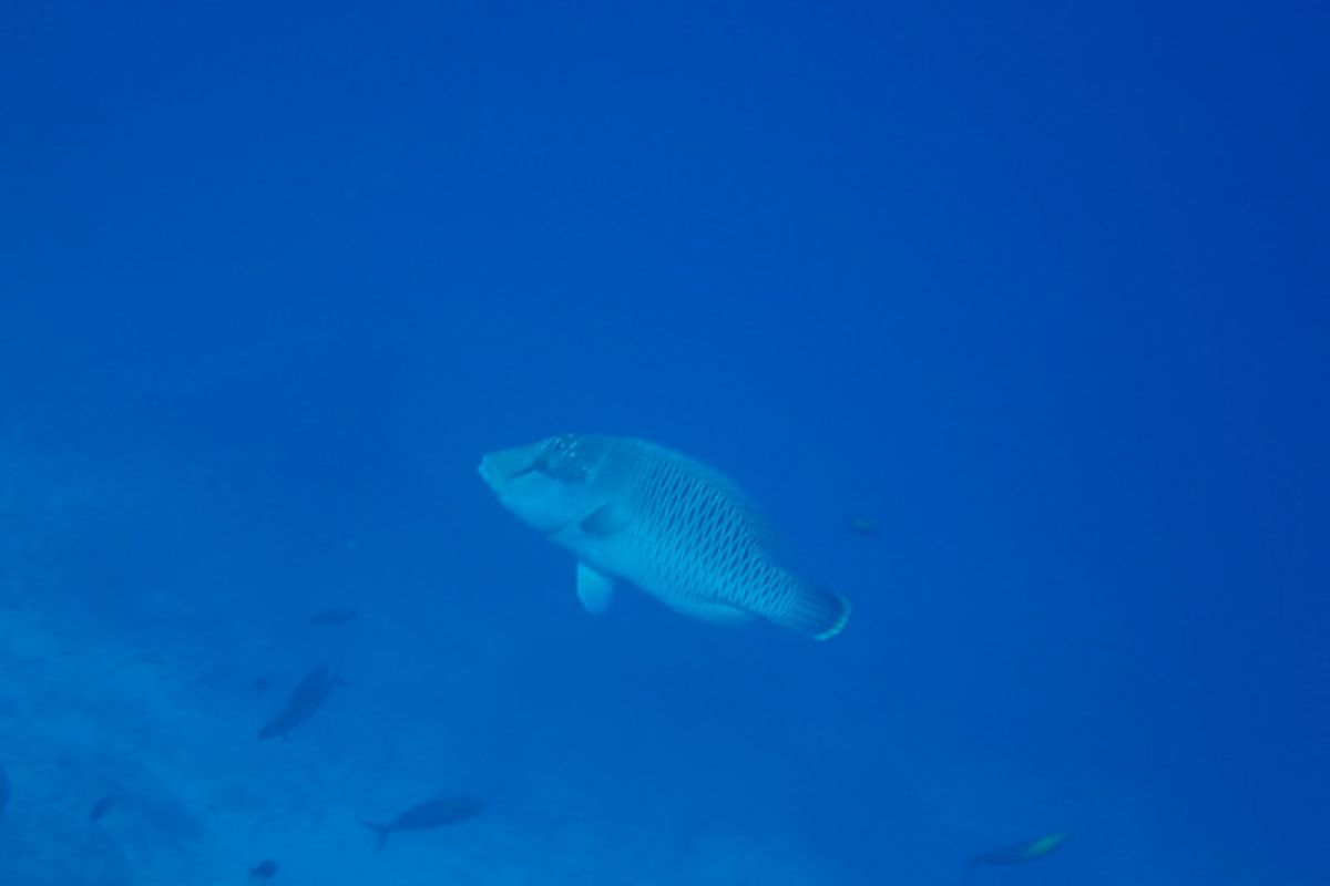 Ini makna kemunculan ikan napoleon di kawasan konservasi pulau Pieh