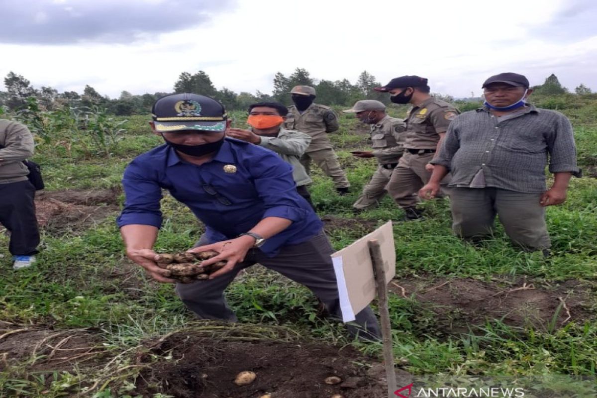 Panen perdana kentang di tengah pandemi COVID-19, Bupati Nikson apresiasi Martohap Aritonang