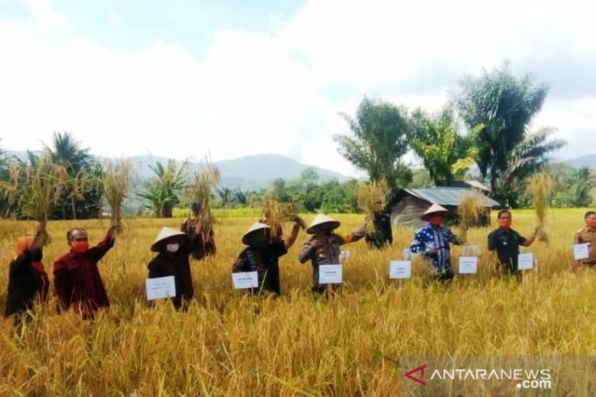 Panen raya padi varietas lokal Tapsel Sigudang capai 7 ton per hektare
