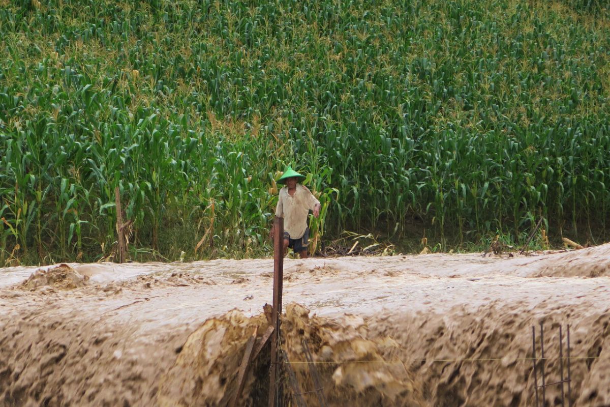 Pemprov Gorontalo ganti kerugian benih jagung petani di Bone Bolango