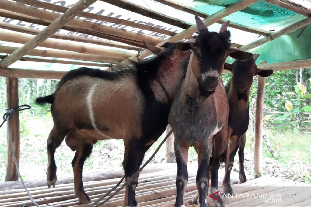 Penyembelihan hewan kurban harus terapkan protokol kesehatan