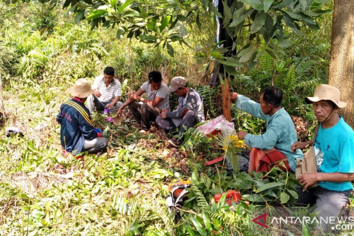 Sosok Misngadi edukasi warga tentang karhutla melalui  budi daya nanas