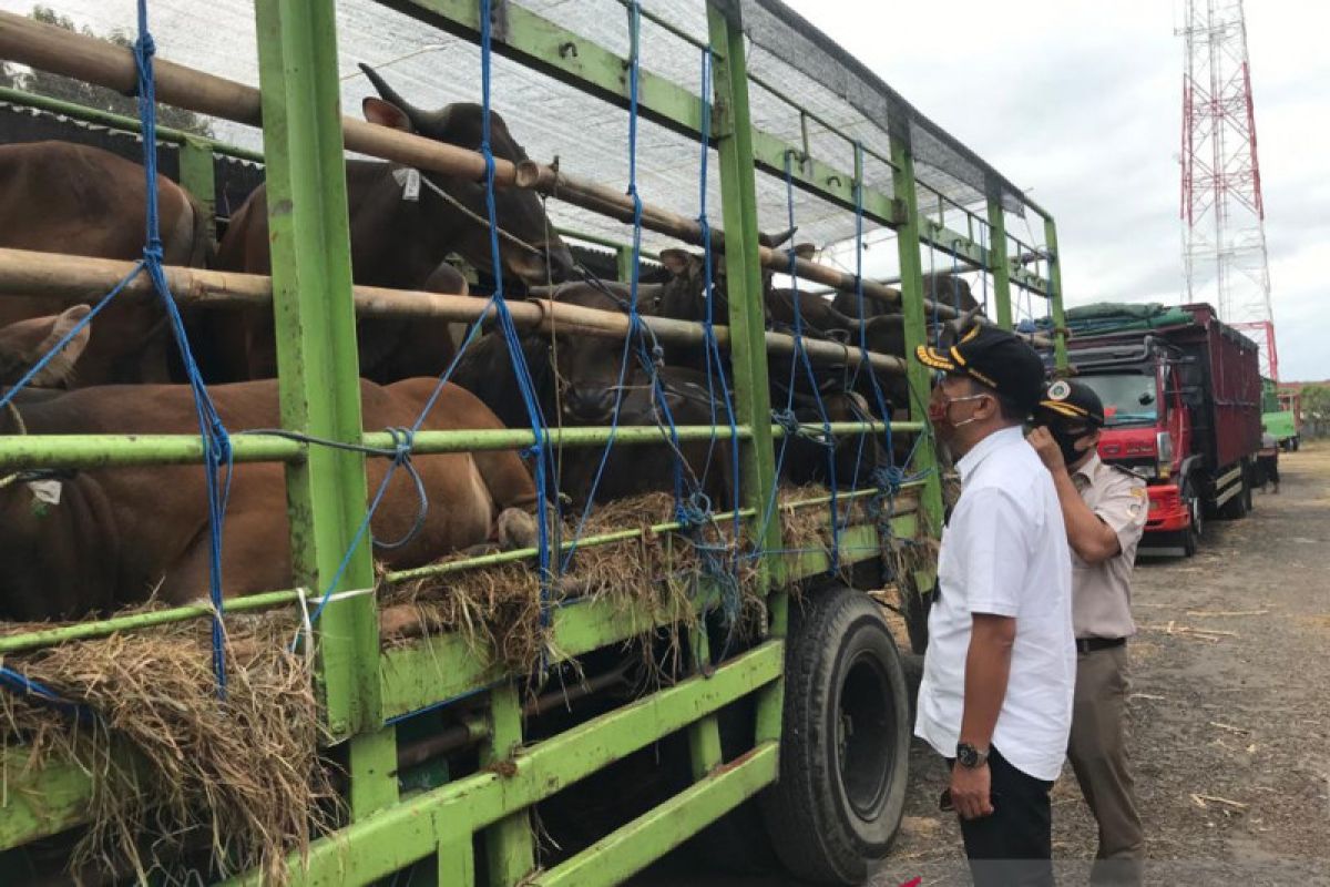 Balai Karantina Denpasar pastikan pengeluaran sapi bali penuhi syarat