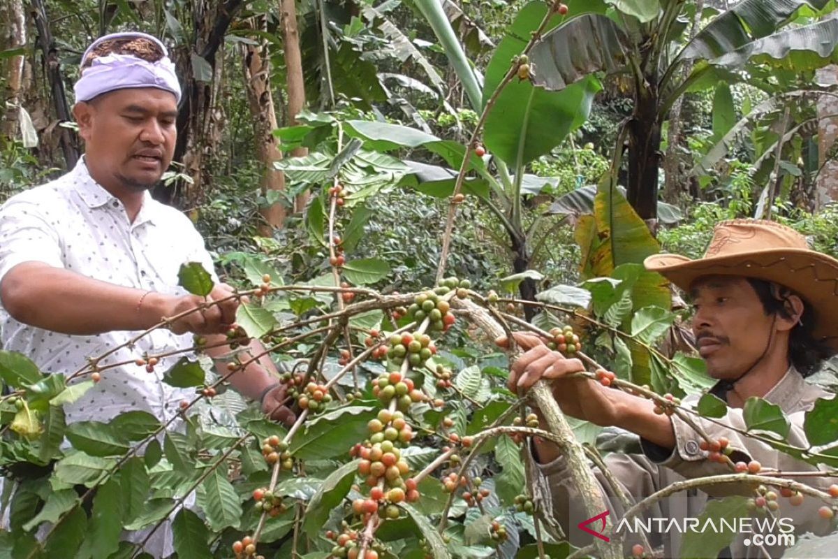 Warga Wanagiri-Buleleng kelola hutan desa untuk tanaman kopi