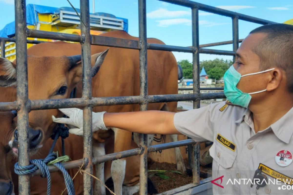 Karantina Pertanian Kendari tingkatkan kesiagaan lalulintas hewan kurban