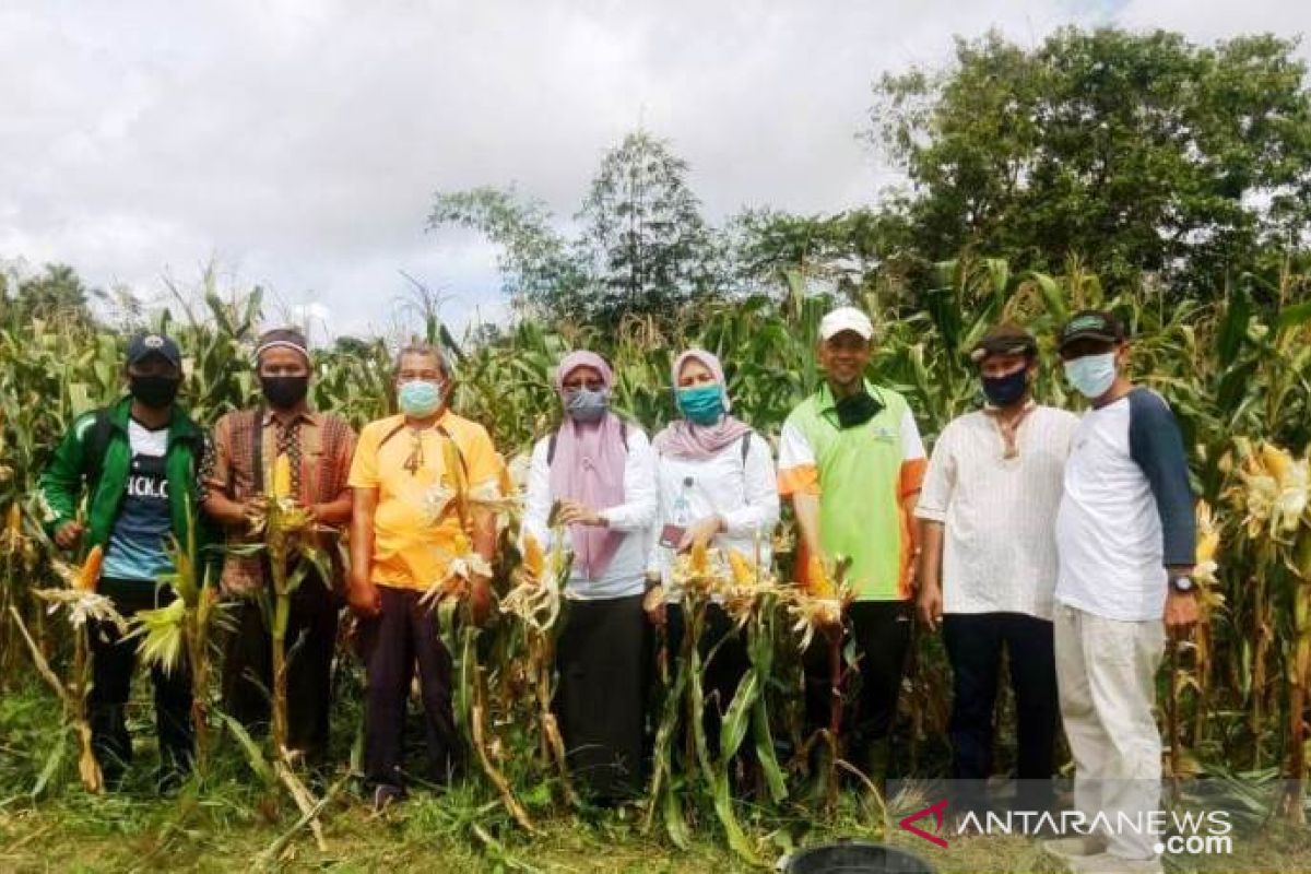 Masa COVID-19, mahasiswa Polbangtan Medan turun bantu petani Bangka
