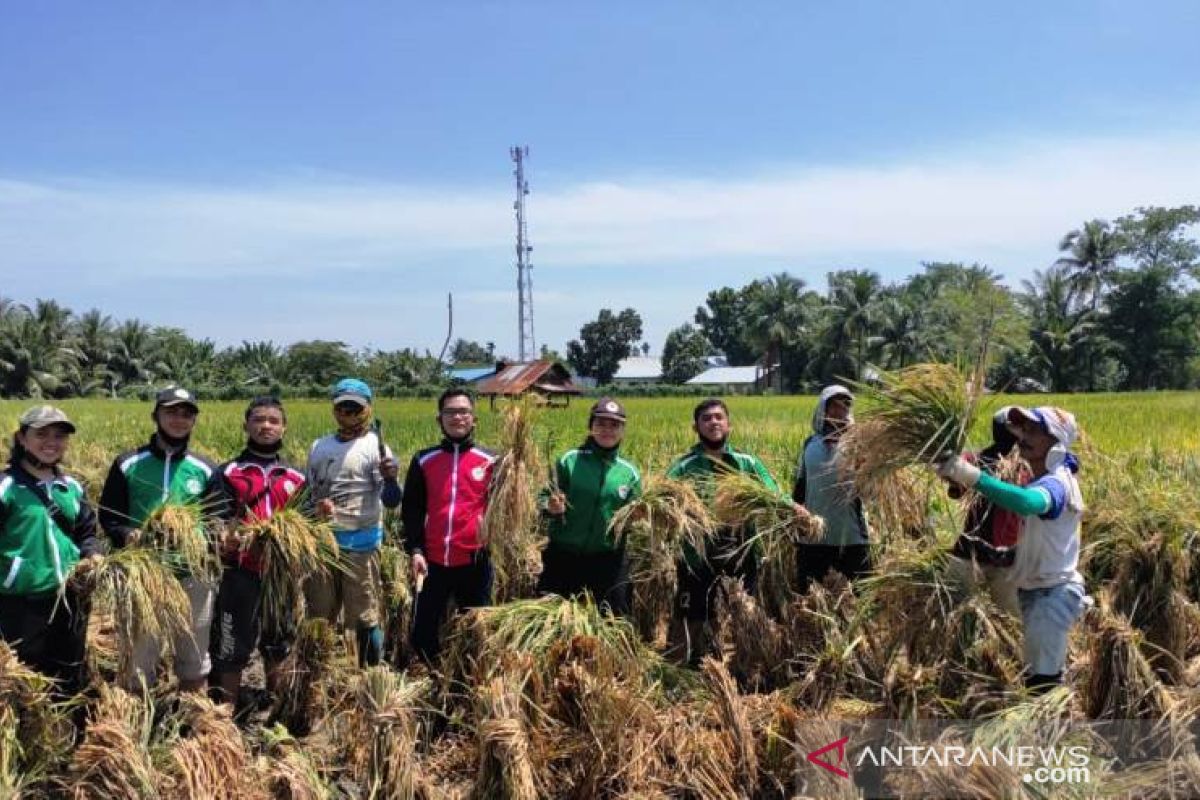 Mahasiswa Polbangtan Medan panen raya padi di Namorambe