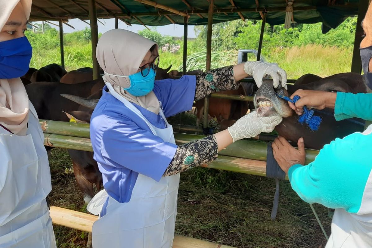 Cegah COVID-19 Dispertan Kota Serang cek protokol kesehatan penjual hewan qurban