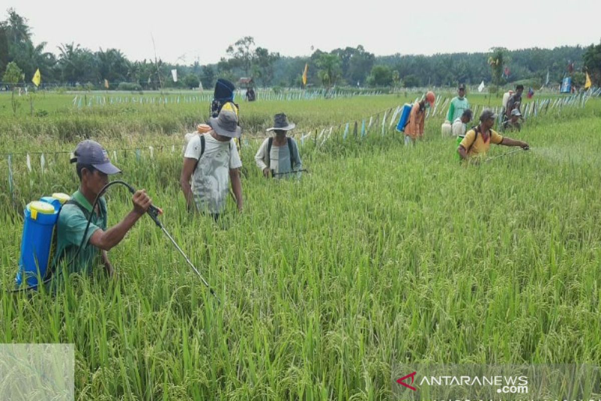 Hama WBC serang tanaman padi di delapan daerah di Sumut