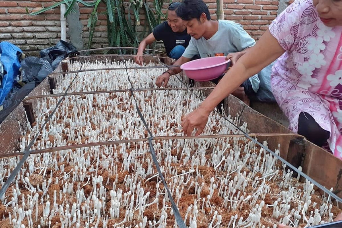 Budi daya jamur manfaatkan limbah tongkol jagung di tengah pandemi