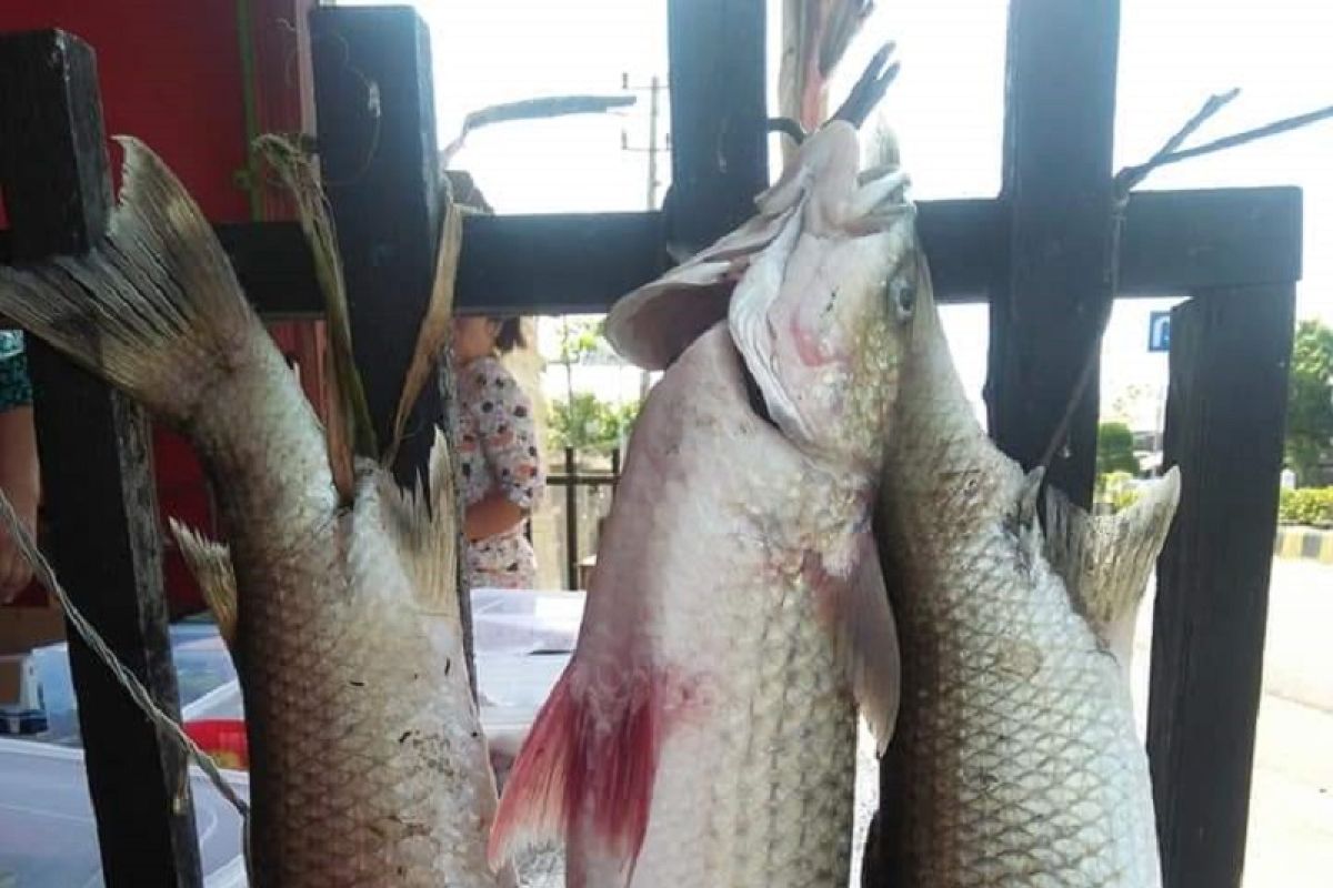 Ribuan anak ikan mikih di Mukomuko mati