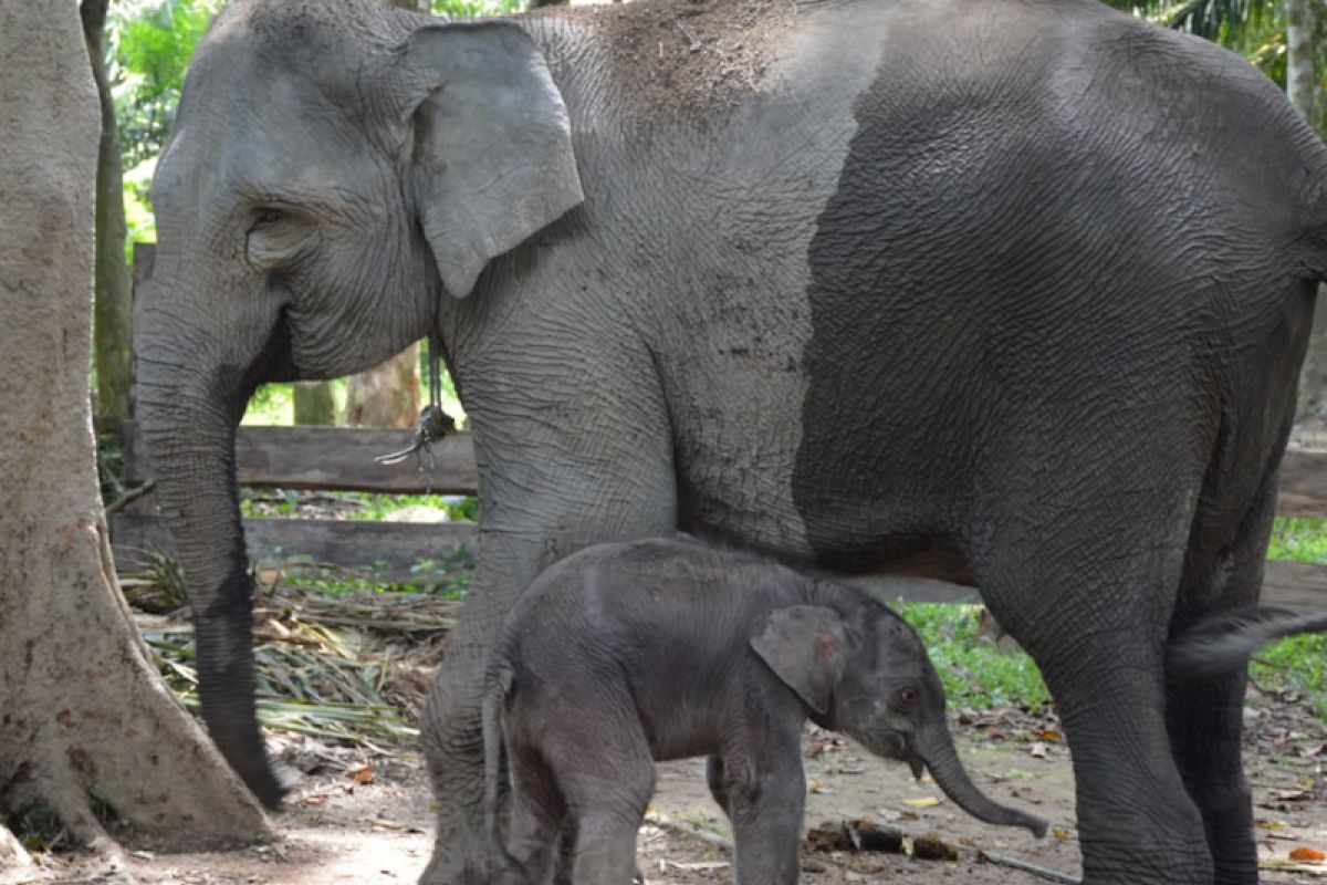 Damar,  nama bayi gajah di Taman Hutan Wisata Buluh  Cina