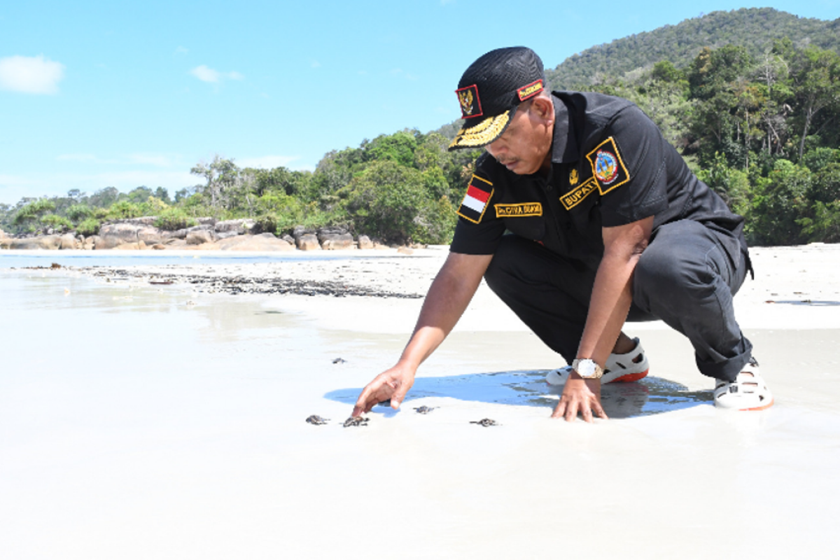 Bupati Citra lepas tukik di pesisir pantai pulau Karimata