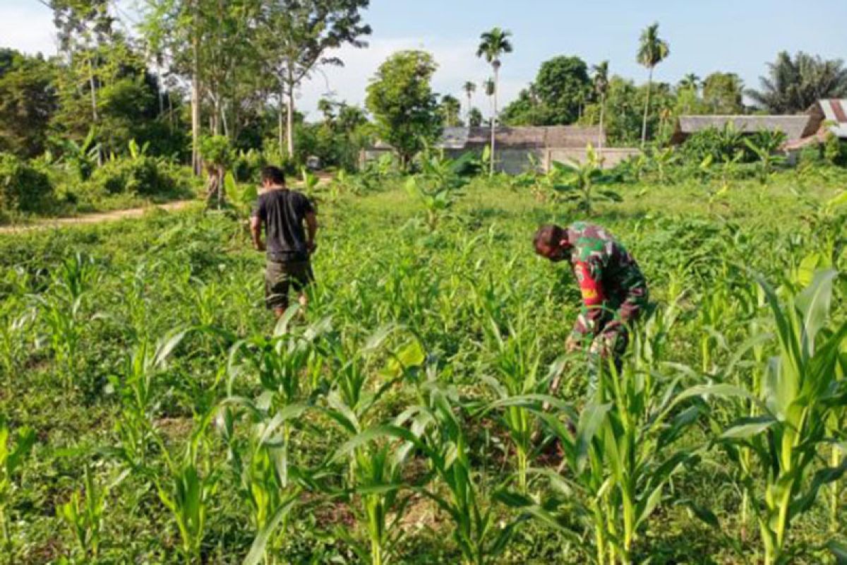 Koramil di Aceh Timur dan masyarakat sulap lahan kosong jadi produktif, begini caranya