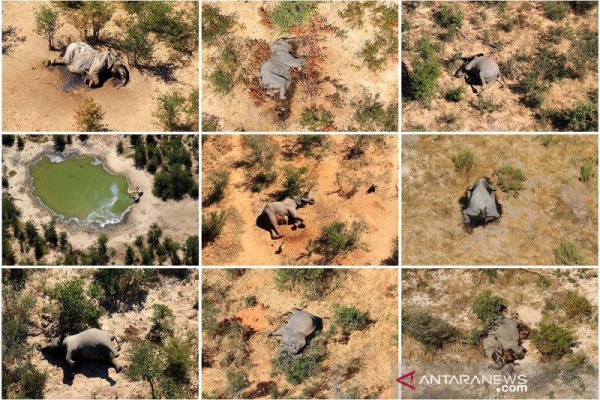 Hasil tes ungkap kematian misterius ratusan gajah di Botswana