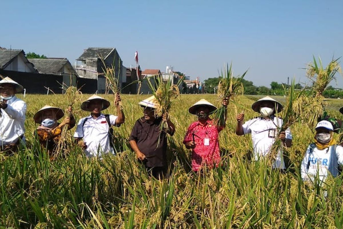 Pusri dorong produktivitas padi di lahan demplot Kabupaten Karanganyar