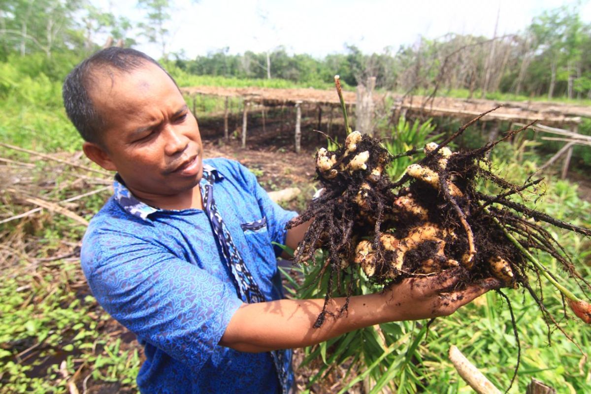 Tanpa bakar, M Yasin olah lahan gambut jadi lebih ramah lingkungan