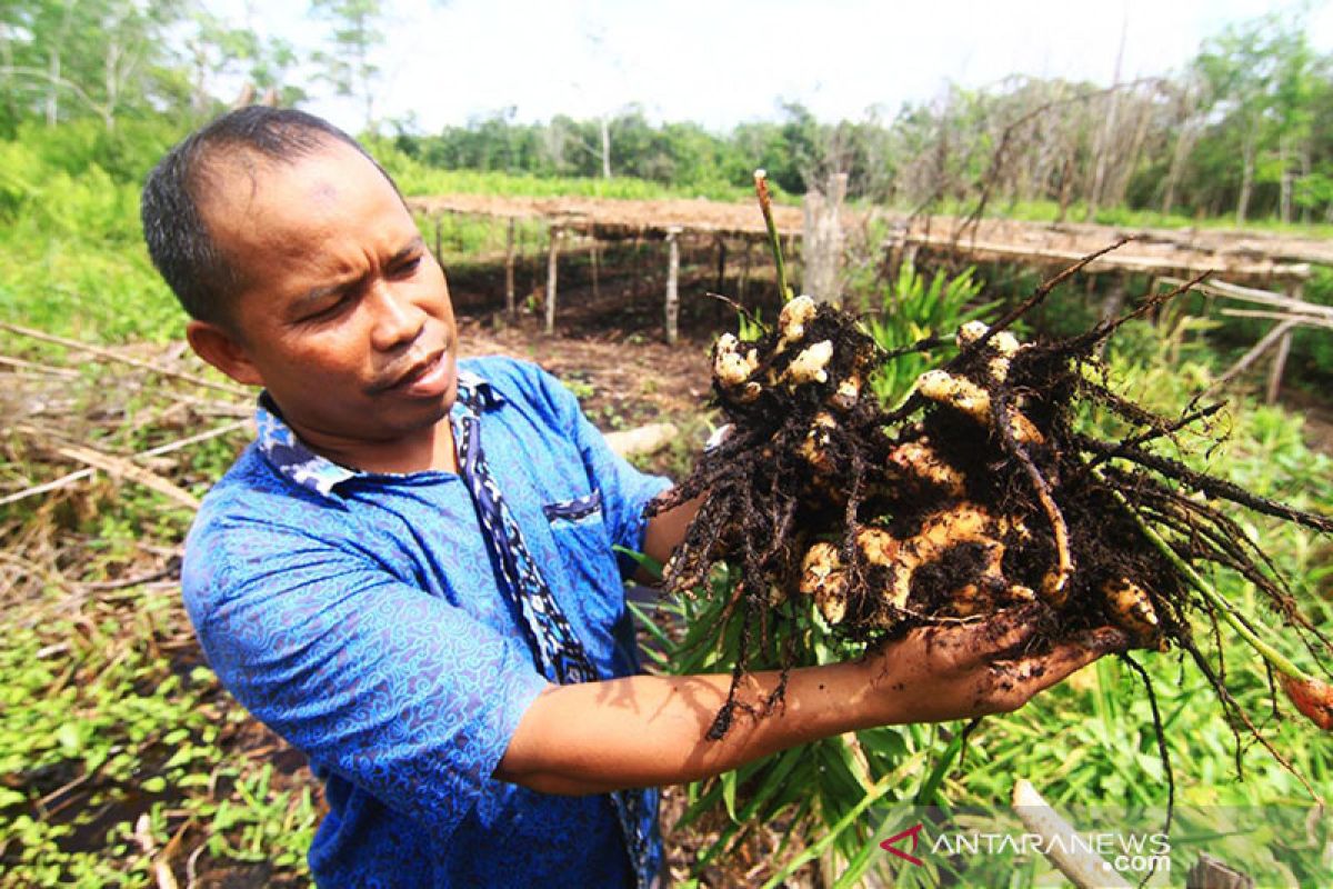 Tanpa bakar, M Yasin olah lahan gambut jadi lebih ramah tanaman