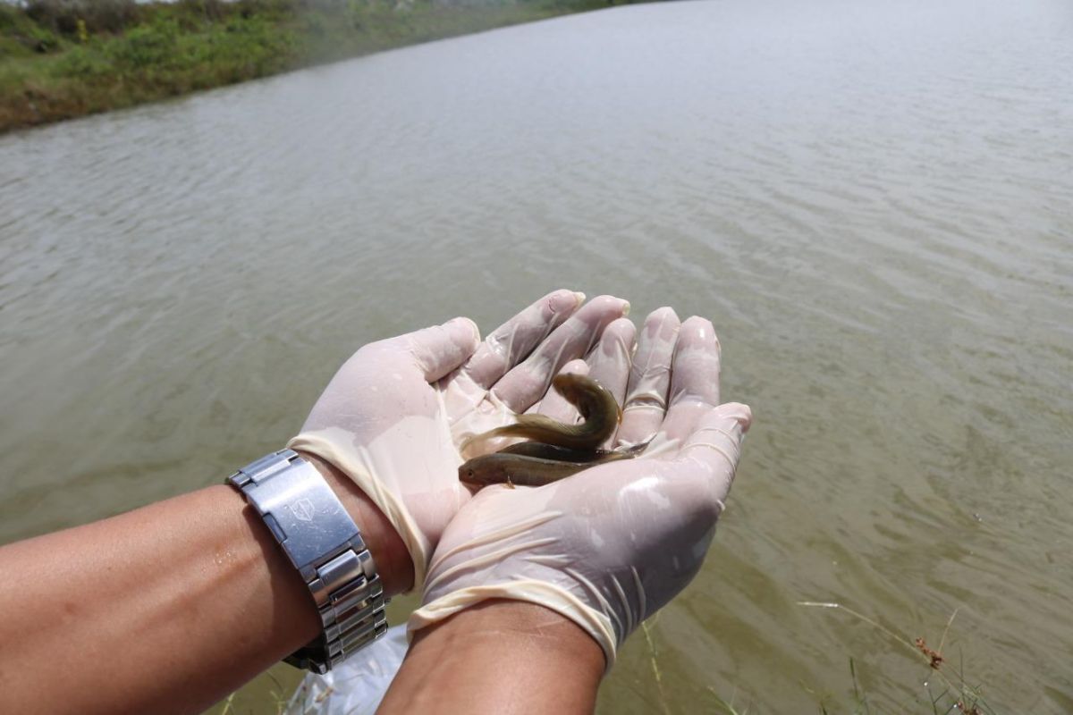 KKP lestarikan ikan oliv yang endemik di Merauke Papua